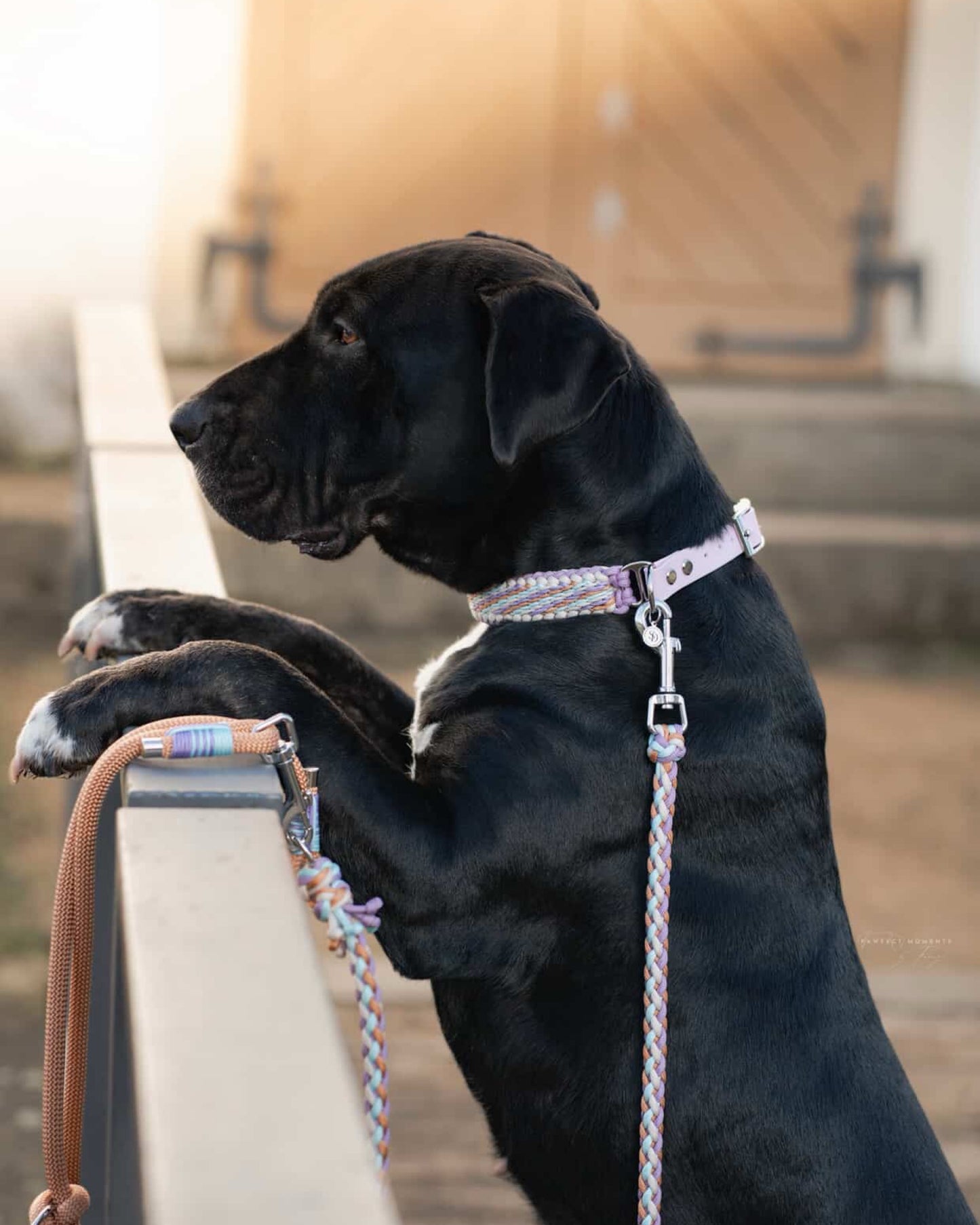 Püppi‘s Blossom Breeze