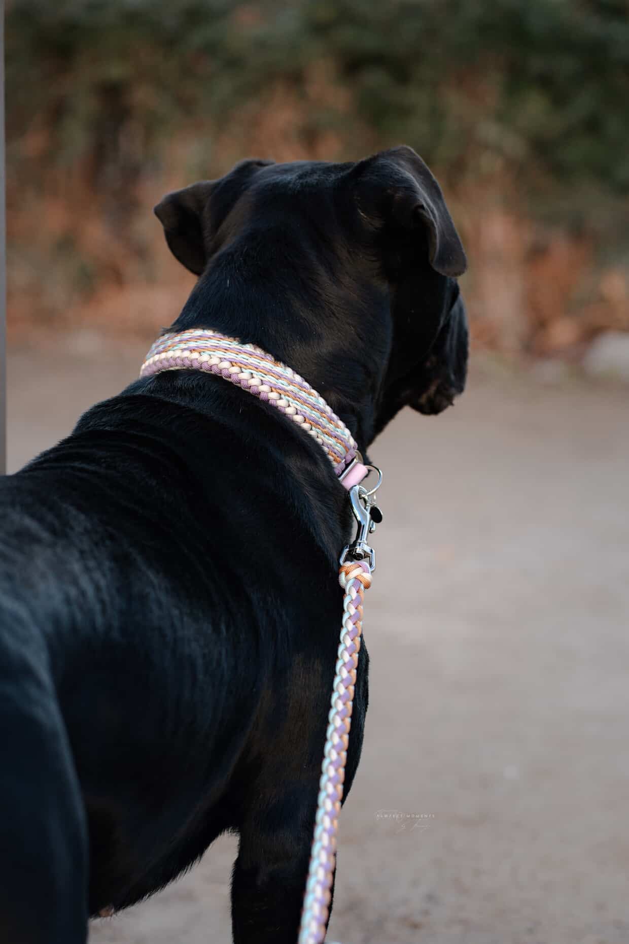 Püppi‘s Blossom Breeze