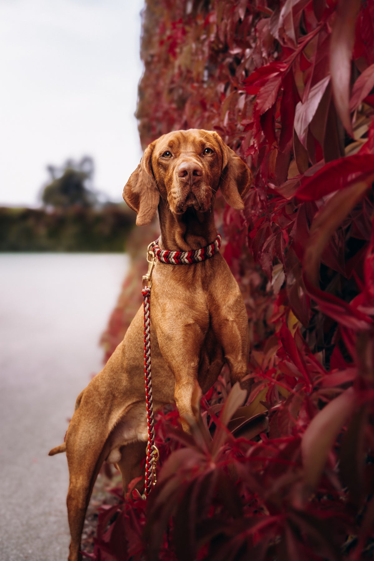 Bow‘s HARVEST RUSSET