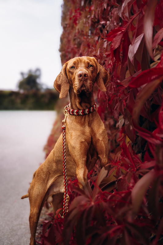 Bow‘s HARVEST RUSSET
