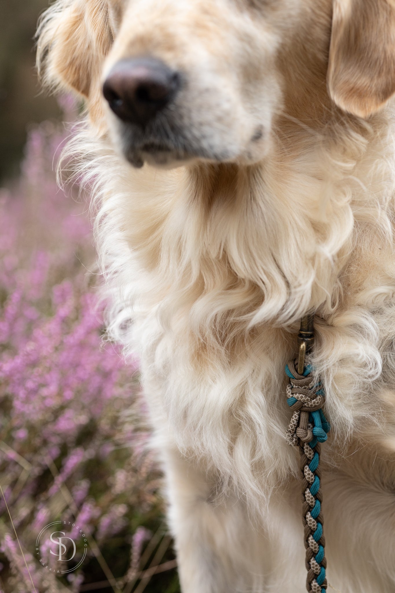 Halsband Rom & Leine London - Brown x Teal