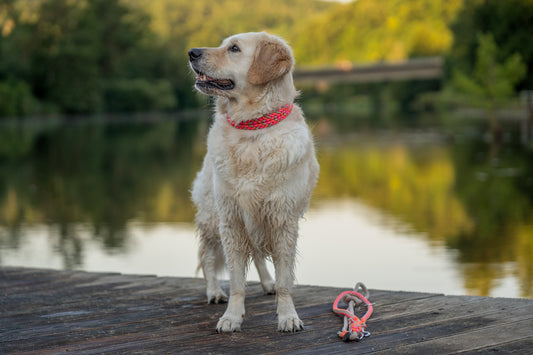Baily‘s Pawtiful Summer