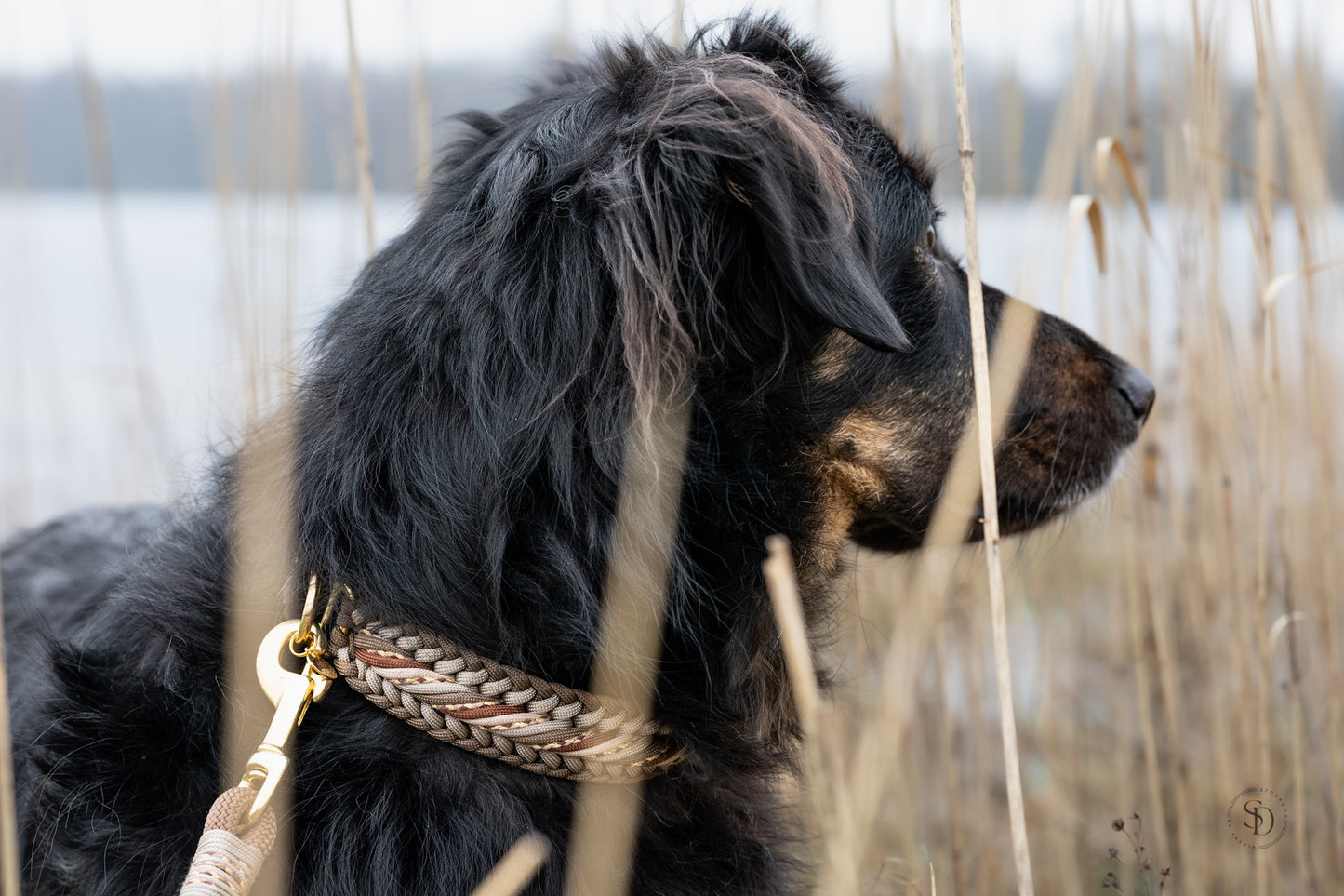 Halsband- und Leinenset - Golden Dune