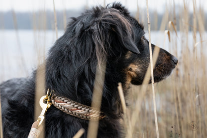 Halsband- und Leinenset - Golden Dune