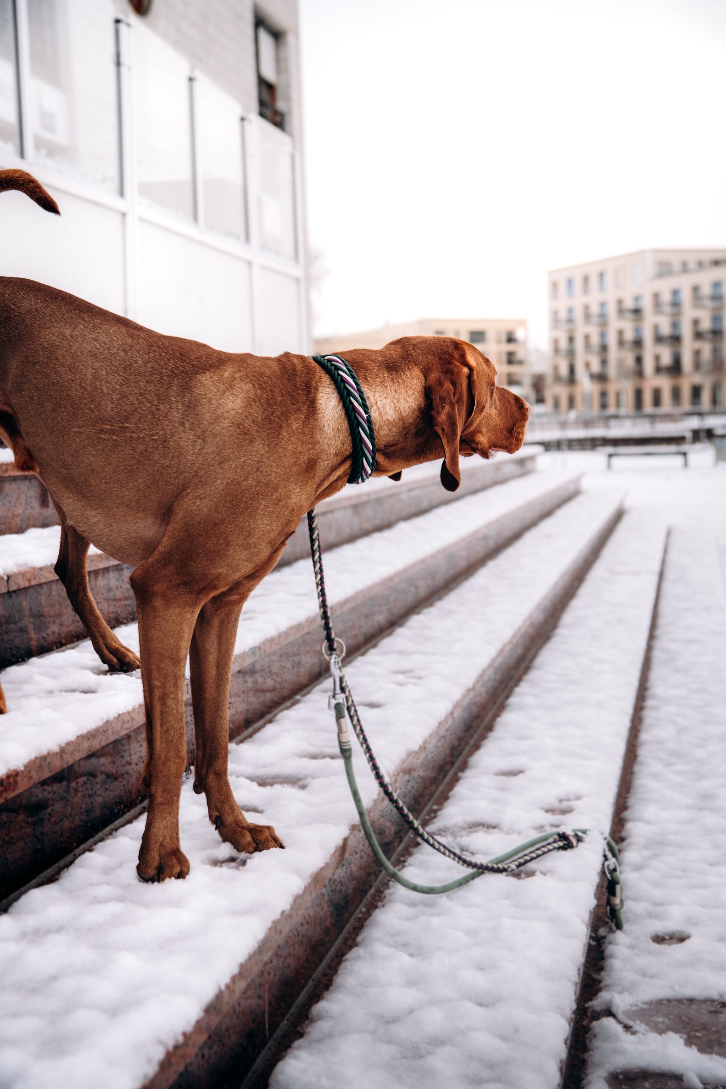 Bow‘s First Edition