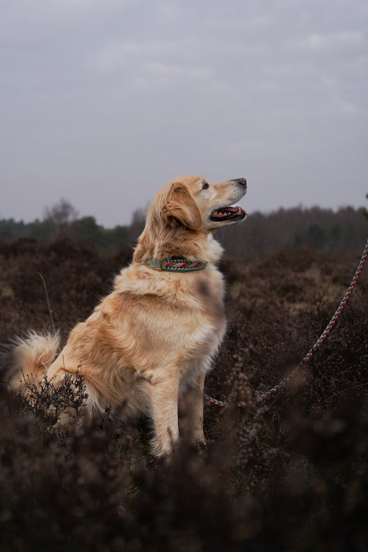 Bubi‘s Tulip Fields