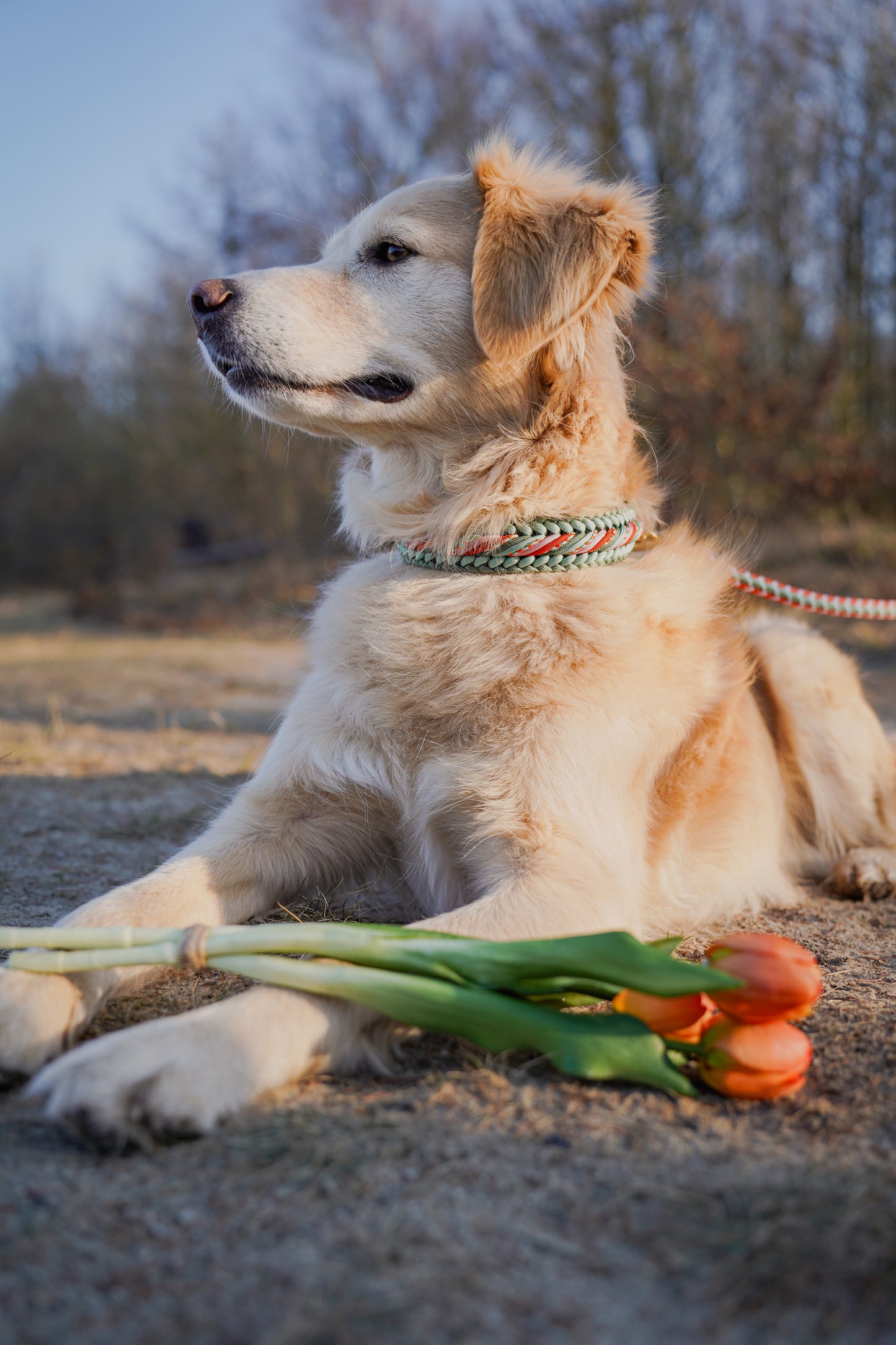 Bubi‘s Tulip Fields