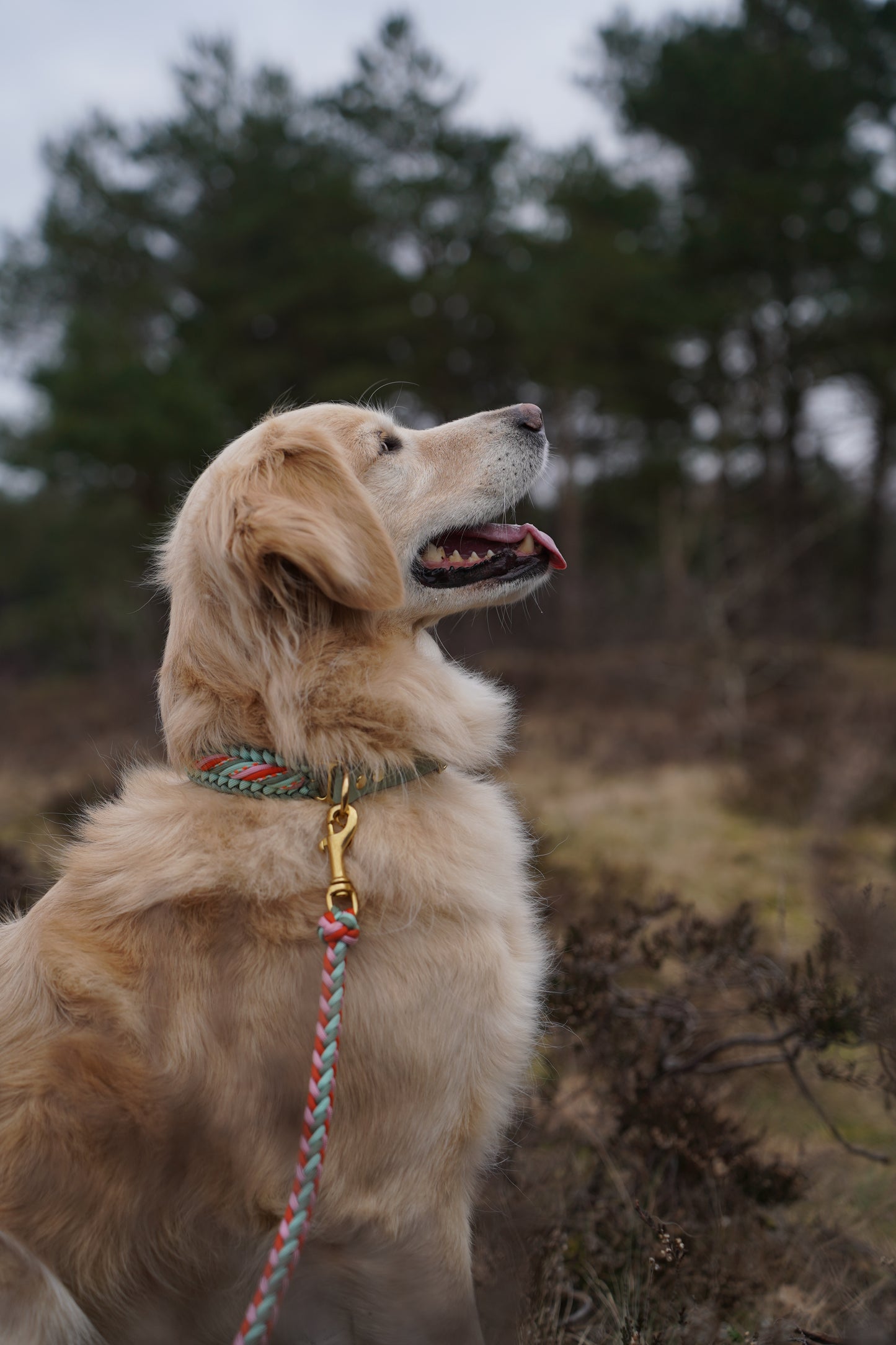 Bubi‘s Tulip Fields